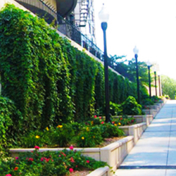 Green Roof - Chicago green wall Green Roof - Chicago green wall